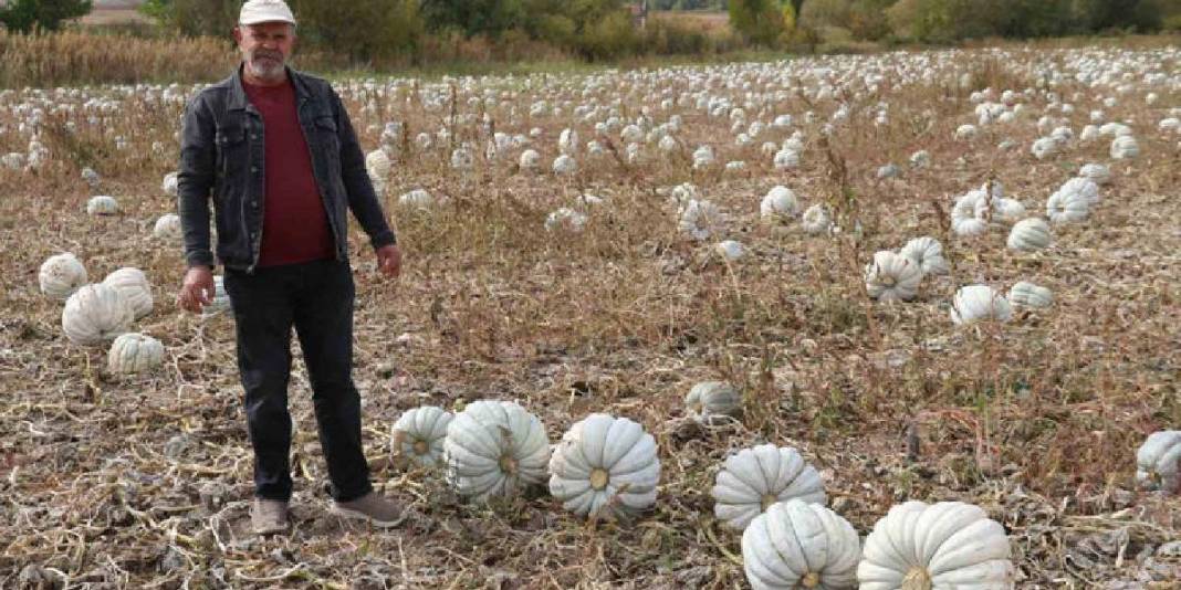 Ata tohumundan üretiliyor, lezzeti herkesçe biliniyor! Eskişehir’in dillere destan balkabağı: 20 liradan satılacak 4